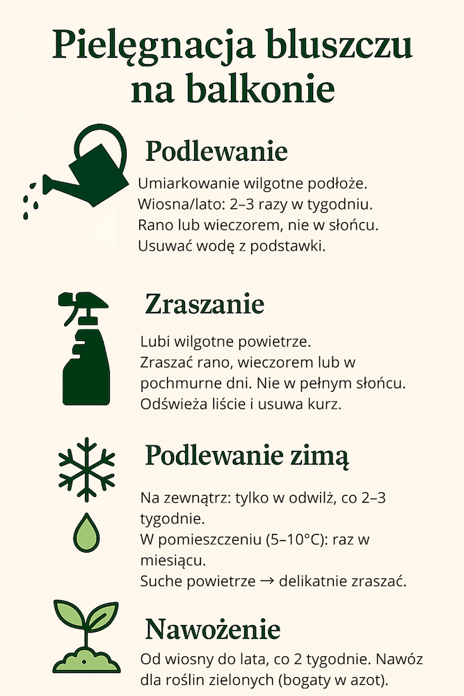 bluszcz na balkonie - pielęgnacja krok po kroku 